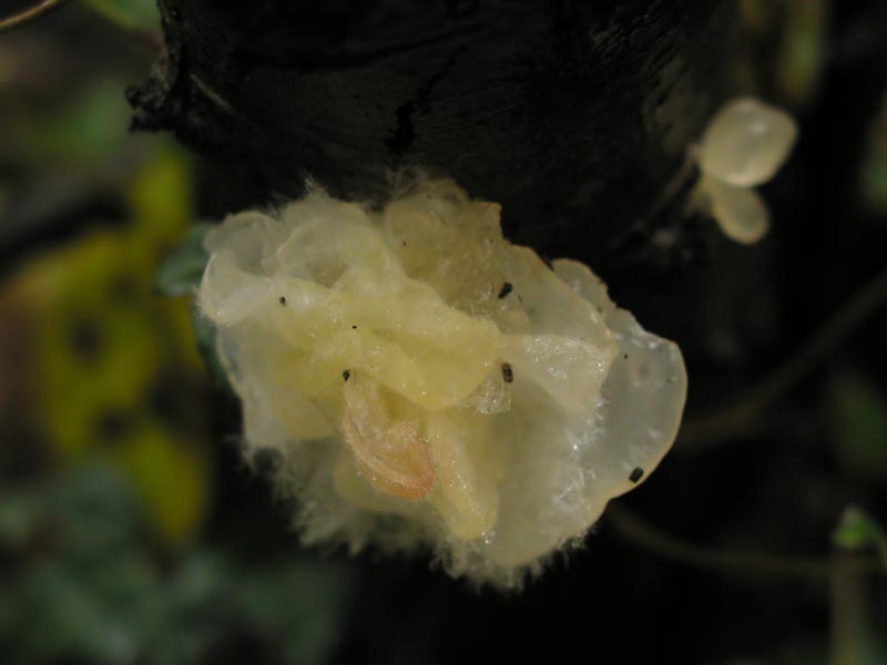 Tremella mesenterica e Exidia saccharina?